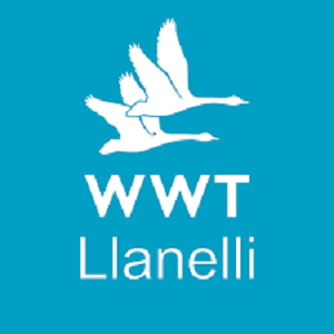 WWT Llanelli